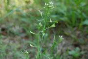 Tasznik pospolity (Capsella bursa pastoris)