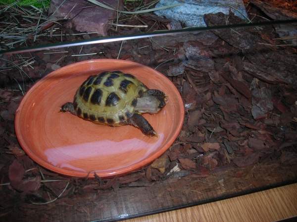 Terarium żółwia stepowego o imieniu Stefan