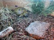 Terrarium otwarte żółwia stepowego - wystrój