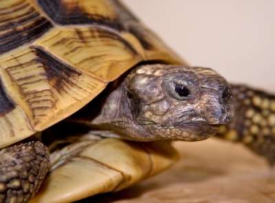 Żółw grecki z podgatunku testudo hermanni boettgeri - brak plamki