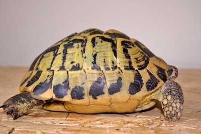 Żółw grecki z podgatunku testudo hermanni hermanni - karapaks