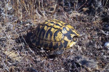 testudo hermanni hermanni