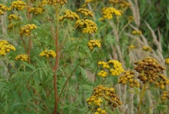 Wrotycz zwyczajny (Tanacetum vulgare)