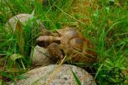 Żółw stepowy pokonuje przeszkodę na wybiegu