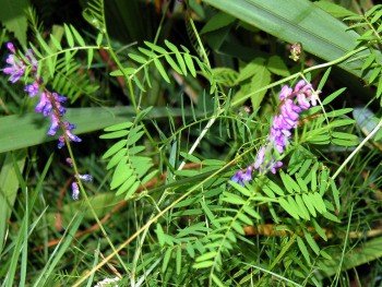 Wyka ptasia (Vicia cracca)