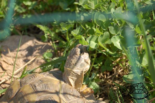 Żółw stepowy jedzący koniczynę