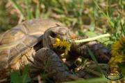 żółw stepowy testudo horsfieldii mniszek