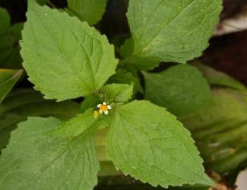 Żółtlica drobnokwiatowa (Galinsoga parviflora) 