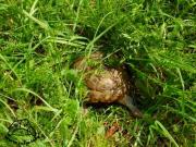 Żółw stepowy (testudo horsfieldii) w trawie