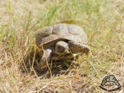 Żółw stepowy (testudo horsfieldii)