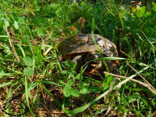 Żółw stepowy żerujący na wybiegu