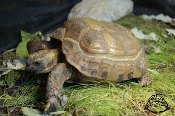 Żółw stepowy po wybudzeniu z hibernacji