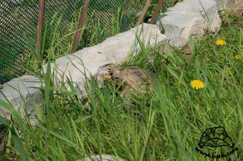 Niskie ogrodzenie wybiegu dla żółwia sporządzone z kamienia.