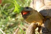 żerujący żółw stepowy testudo horsfieldii