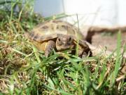 Młody żółwik stepowy