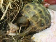 Młody żółwik stepowy przy posiłku