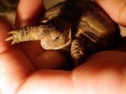Młody kilkutygodniowy żółw stepowy