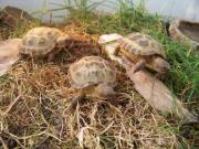Kilkunastomiesięczne żółwie stepowe