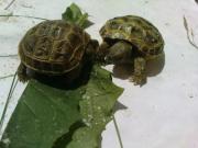 Młode żerujace żółwie stepowe
